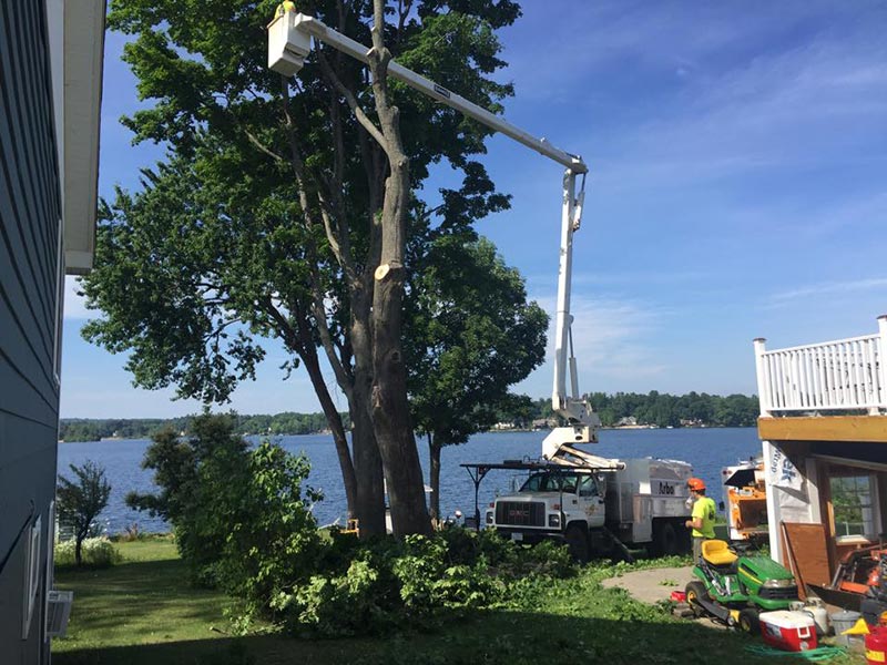Professional tree removal service