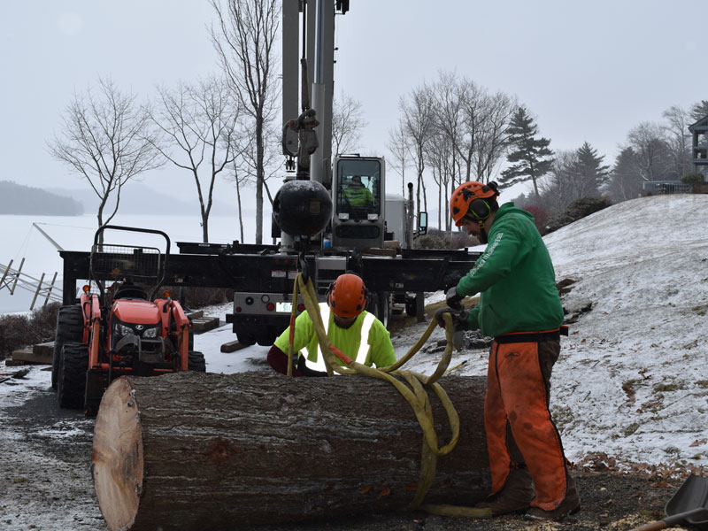 Tree pruning and maintenance