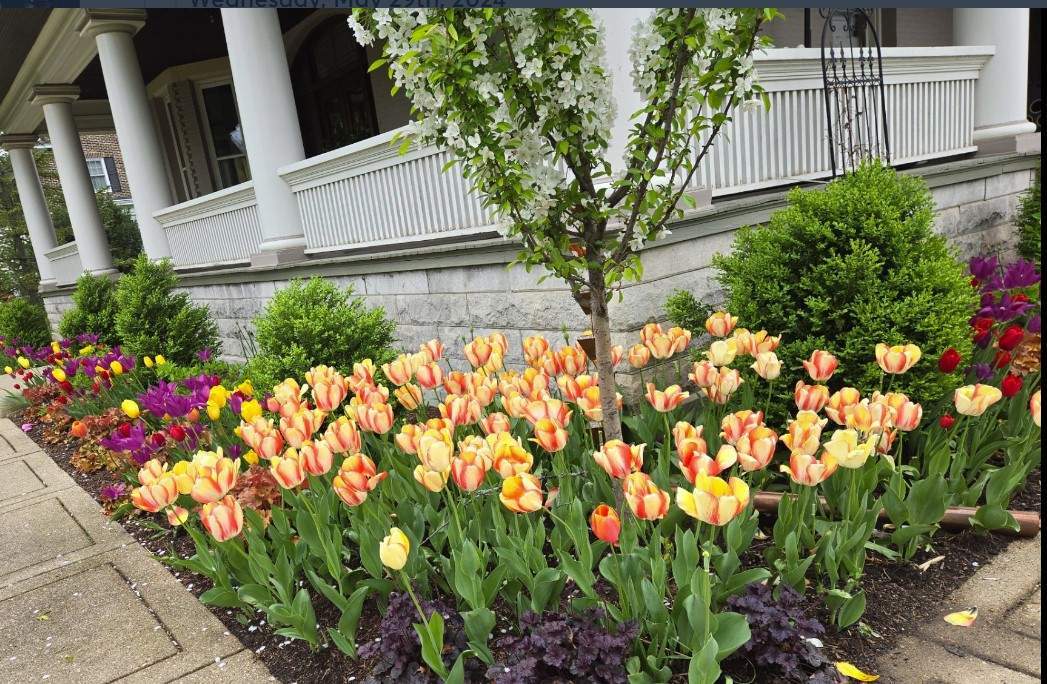 Tree pruning and maintenance